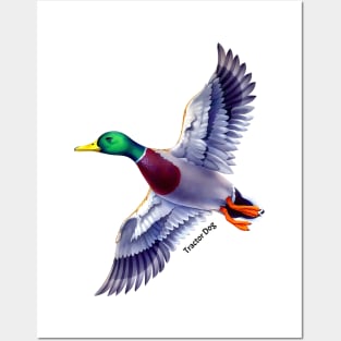 Flying Mallard Posters and Art